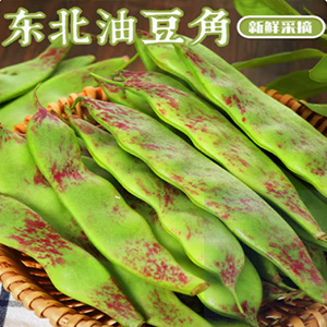 东北油豆角现摘新鲜蔬菜5斤一点红油豆角