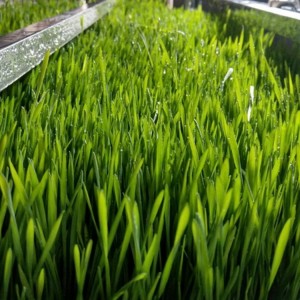 水培牧草栽培苗床定制 青泓农业 水培牧草栽培苗床采购