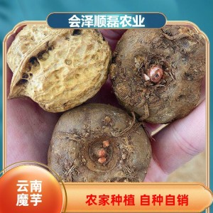 顺磊农业 220g 新鲜魔芋 四季可种 优质高产 一站式批发采购